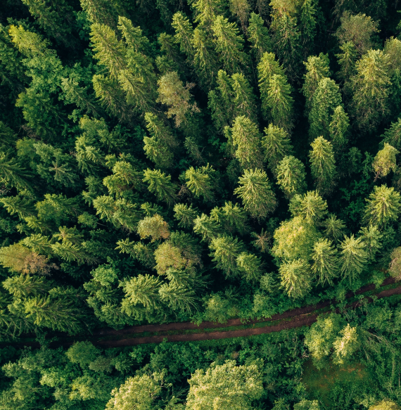 aerial-top-view-of-summer-green-trees-and-road-in-2021-08-26-16-00-56-utc
